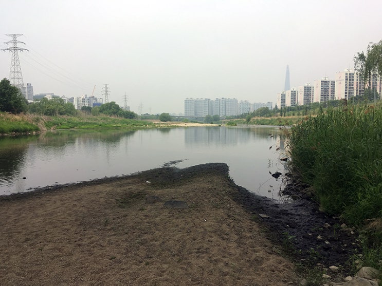  사무실 근처 탄천 탐방