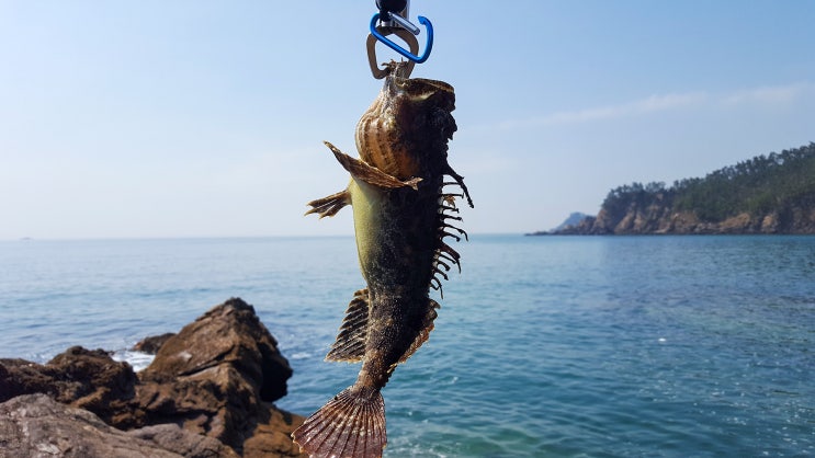  어은돌 갯바위 루어낚시 광어대신 삼식이