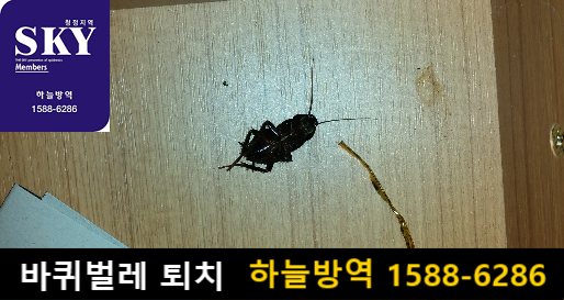  바퀴벌레 퇴치, 바퀴벌레 없애는법, 바퀴벌레 퇴치법 문의하세요~