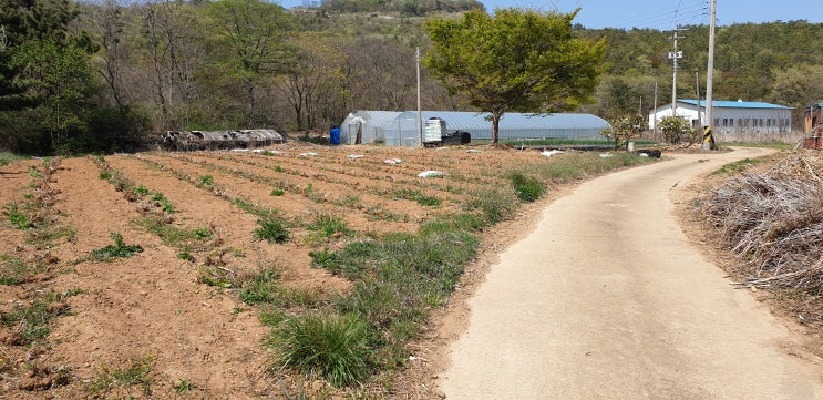  백령도 사곶동 산아래 밭 토지매매 / 진촌리 (전) 5,690 / 백령도부동산