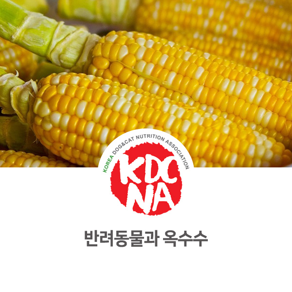  [강아지 고양이 영양 정보] 반려동물 옥수수 식재료 기능과 효과_96