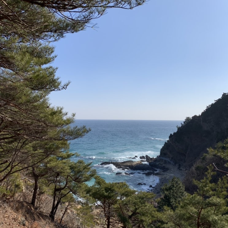  강릉 여행 바다부채길 드라이브 코스 헌화로 안목해변 카페