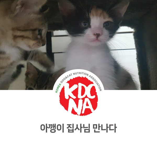  [반려동물 영양 전문 수제간식 창업] 코숏 아기고양이 가족 찾다_47