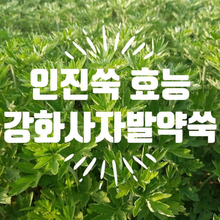  인진쑥효능 강화사자발약쑥