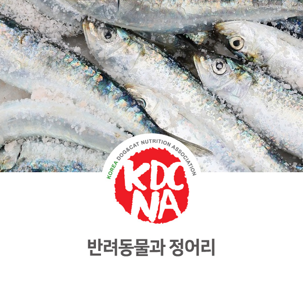  [강아지 고양이 영양 정보] 반려동물 식재료 정어리의 영양소_97