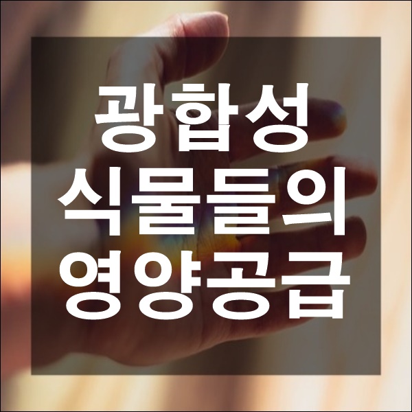  생명과학 잎에서 일어나는 광합성 양분 보충 수분 흡수 위한 삼투압 과학 탐구