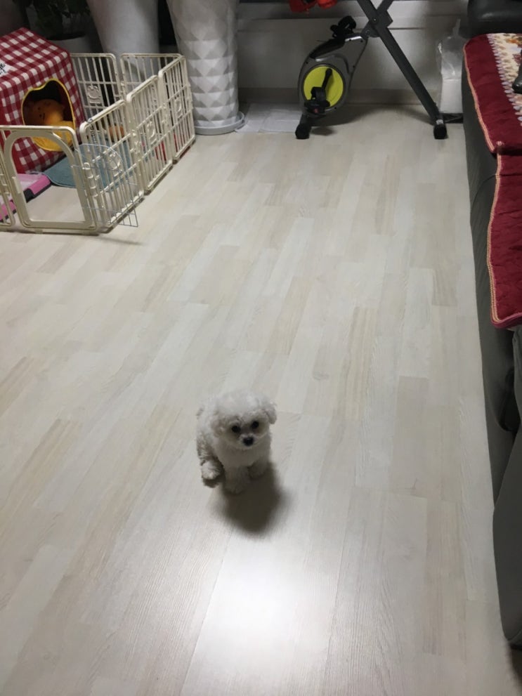  비숑프리제 성격 비숑특징 알려드려요! 비숑성장기록