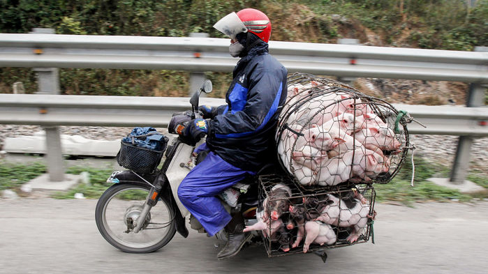 중국의 아프리카 돼지 열병, 문제가 심각할 듯.