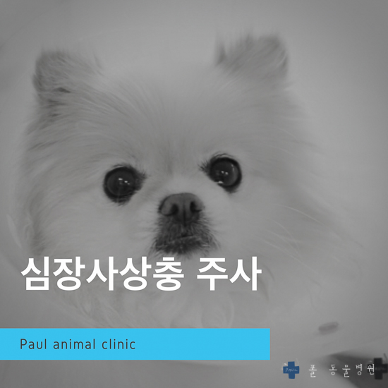  강아지 심장사상충 주사(1년), 예방 & 분당 24시 폴 동물병원 (성남, 판교, 용인)