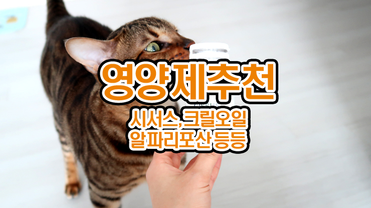  영양제 추천 시서스 캡슐(씨써스) 크릴오일, 알파리포산, 아르기닌