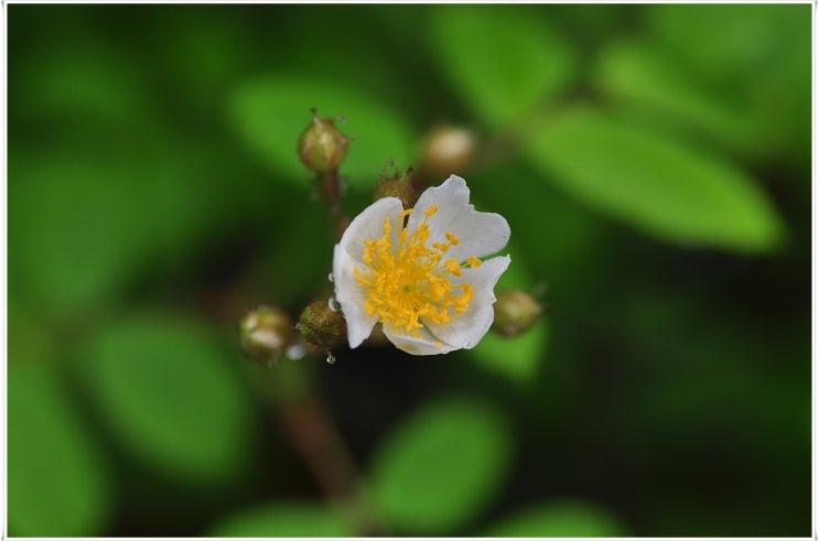  찔레꽃(2)
