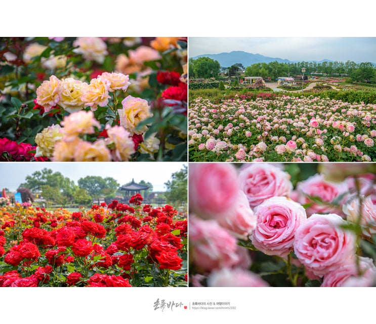  곡성 세계 장미축제, 1004색 장미꽃 향연~