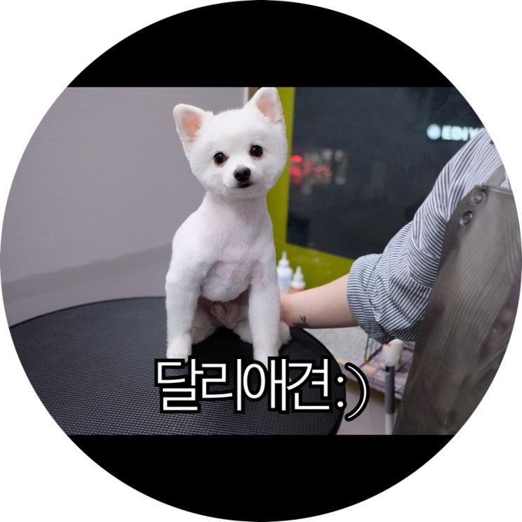  [부산 북구 애견미용]금곡동 폼피츠 댕댕이 애견샵 달리애견 : )