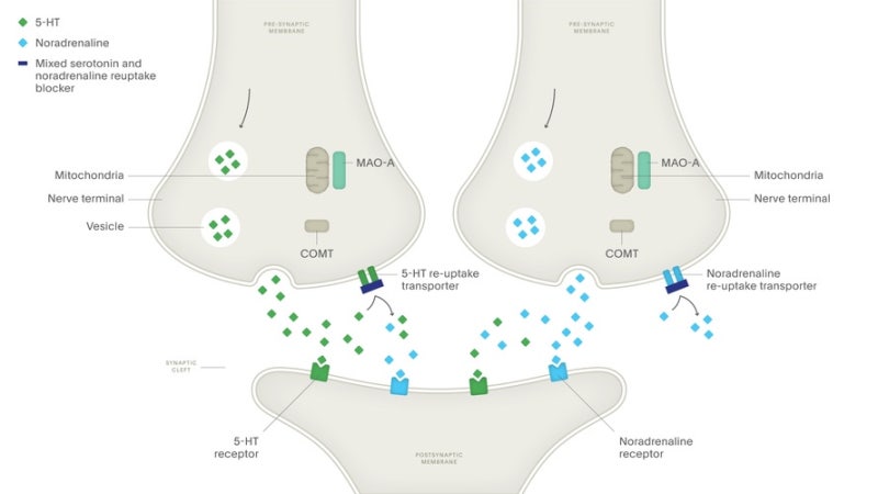 선택적 세로토닌 재흡수 억제제 (SSRI), 효과·작용기전·종류 등 키포인트 정리 6