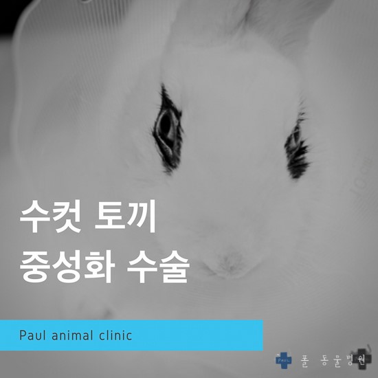 토끼 수컷 중성화 수술 , 토끼 진료 & 성남 분당 24시 폴 동물병원(광주, 이천, 용인, 판교, 여주, 수원)