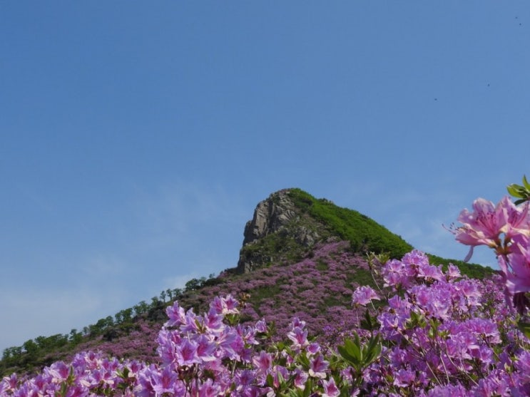  황매산에 사는 그녀는 달랐다.