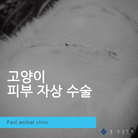 고양이 유리에 베임, 출혈, 자상, 열상, 응급수술 & 성남 분당 24시 폴 동물병원