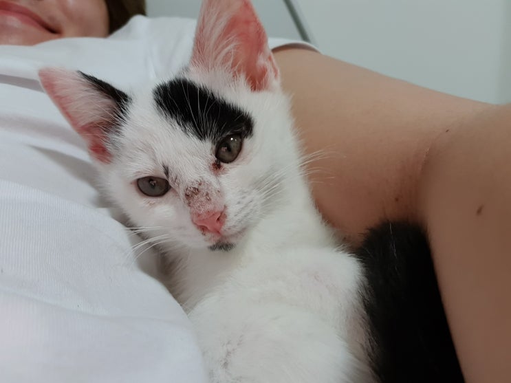  [고양이 용품 후기] 일본 여행에서 사온 고양이 추르 CIAO추르(차오추르), 고양이가 너무 좋아해요!!