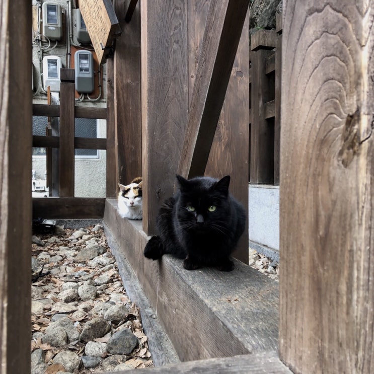  190306-190307 오사카 가족여행 셋째, 넷째 날