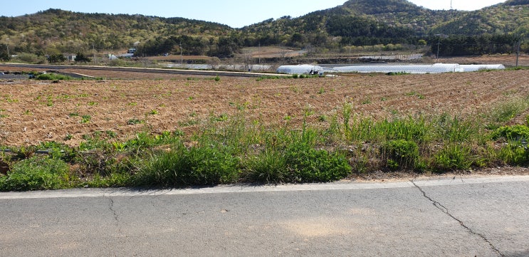  백령도 가을리 주택가 인근 널찍한 밭 토지매매 / 가을리 (전) 5,800 / 백령도공항QA