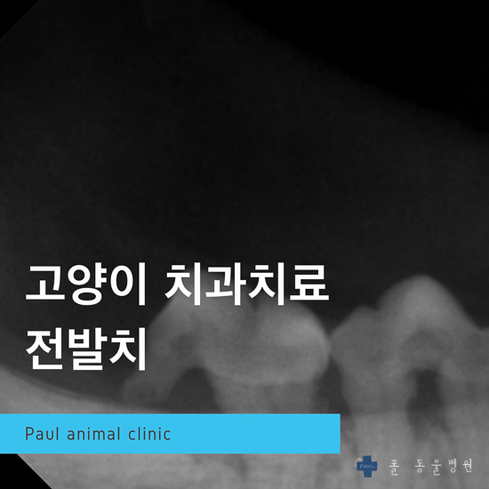  고양이 치과 전발치, 덴탈 머신, 치과방사선 & 성남 분당 24시 폴 동물병원