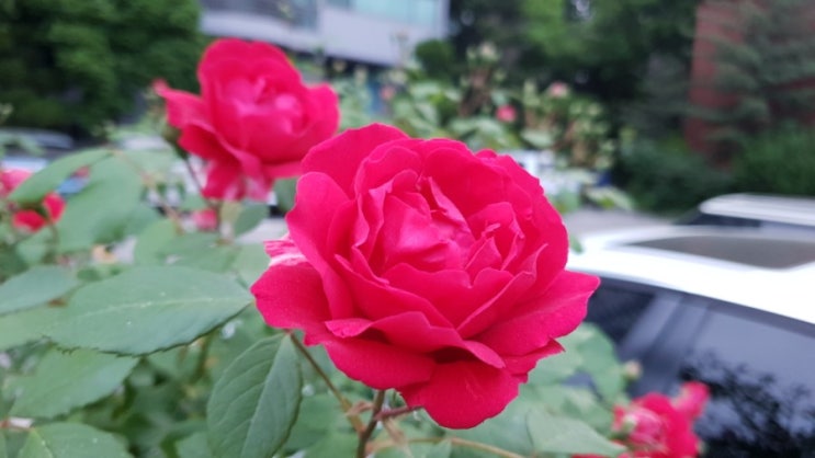  꽃:) 2019.05.18일 새벽풍경