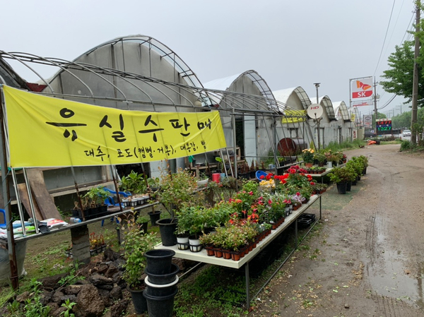  대형 알로카시아