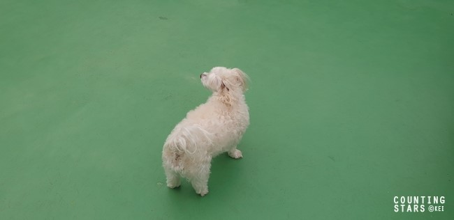  옥상 텃밭 보고서: 2019년 5월 셋째 주, 바람이 분다