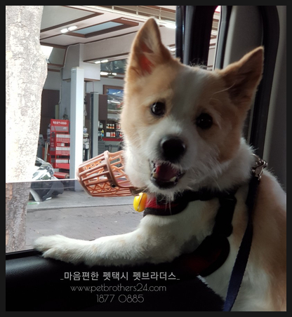  860회 로또예상번호와 애견 #펫택시 펫브라더스가 함께 합니다.