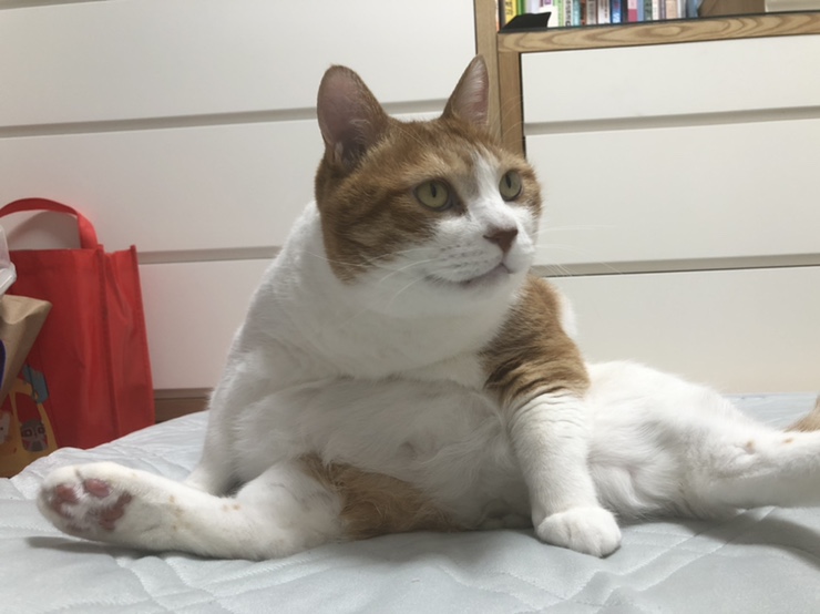  저희집 고양이 글루밍하는 모습