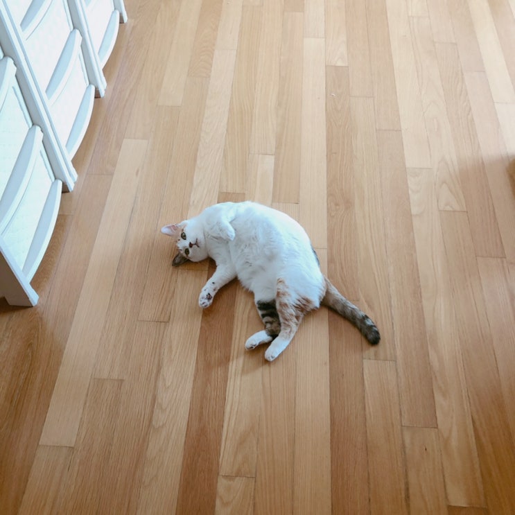  고여운 귀양이
