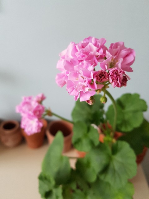  이쁘다 캐러셀~