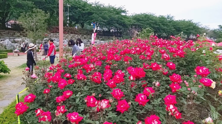  삼척장미공원 삼척장미축제 천만송이 장미 동영상