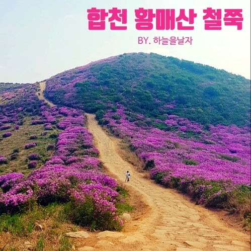  합천 황매산 철쭉제 지나고 이쁘다! 6살 아이랑 같이 :)