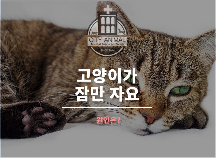 고양이가 잠만 자요 원인은? : 네이버 블로그 고양이가 잠만 자요 원인은? : 네이버 블로그