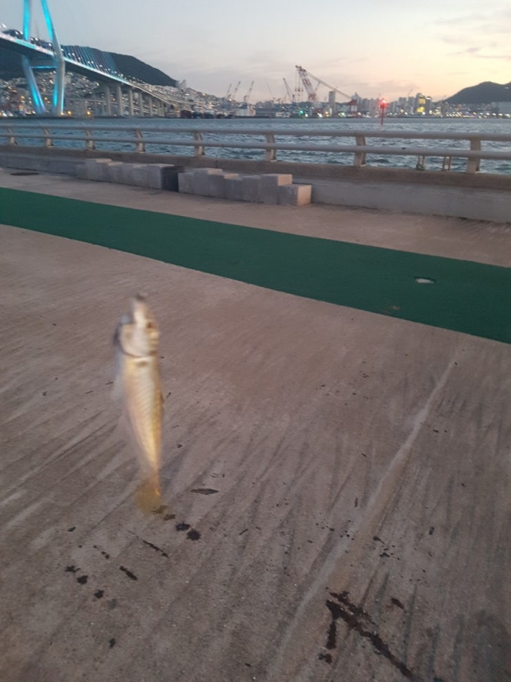  바람부는날 아징 하기