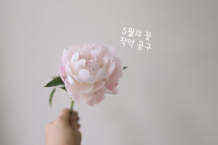  김포 꽃공구, 꽃 정기구독 : 작약 공구 by 김포예쁜꽃집/풍무동꽃집/연플레르