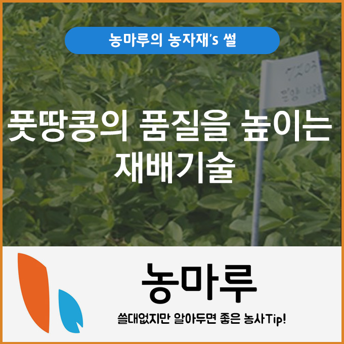  풋땅콩의 품질을 높이는 재배기술
