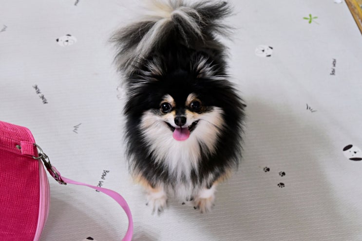 반려동물등록 강아지 내장형 마이크로칩 삽입했어요!