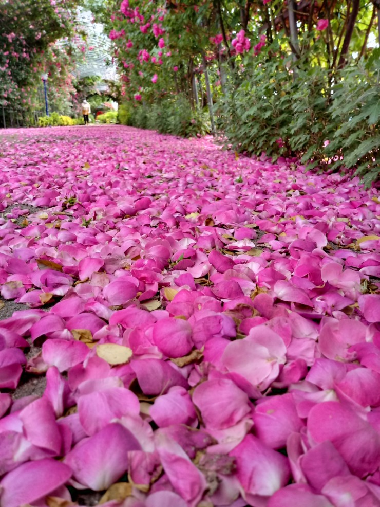 꽃길을 걷다.