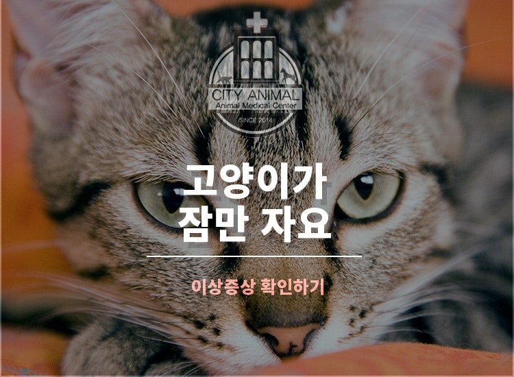 고양이가 잠만 자요 원인은? : 네이버 블로그 고양이가 잠만 자요 원인은? : 네이버 블로그
