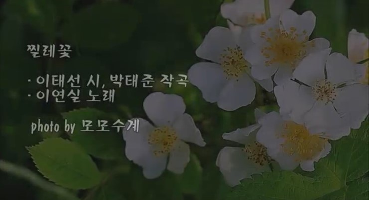 찔레꽃/이태선 시, 박태준 작곡/이연실 노래