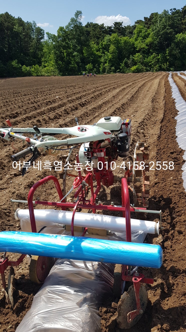  다이어트에 도움되는 초당옥수수 다이어트식단 끝판왕 초당옥수수농장