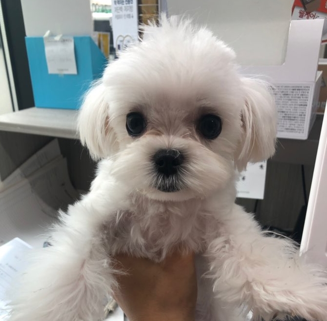  강아지 고양이 무료분양 사이트 동물보호관리시스템