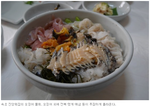  속초 오징어 이야기