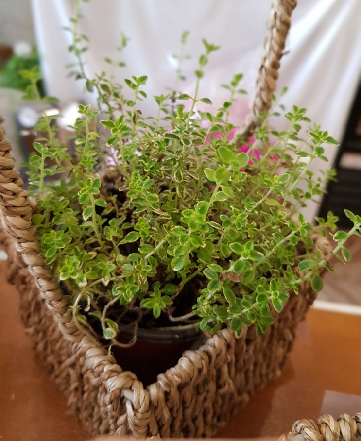  광주식물 첨단꽃집 산월동꽃집 신용동꽃집 장덕동꽃집 꽃사로움 플라워 부부의날 로즈데이 허브 골드레몬타임