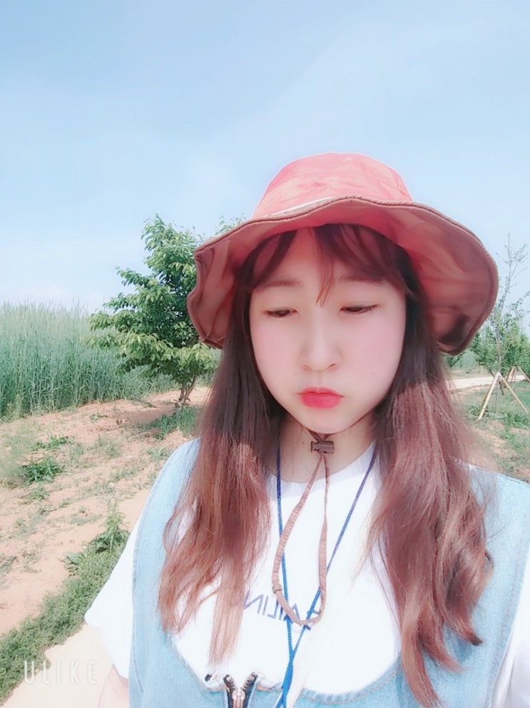 「경기도, 안성」 안성팜랜드 호밀밭축제 「경기도, 안성」 안성팜랜드 호밀밭축제
