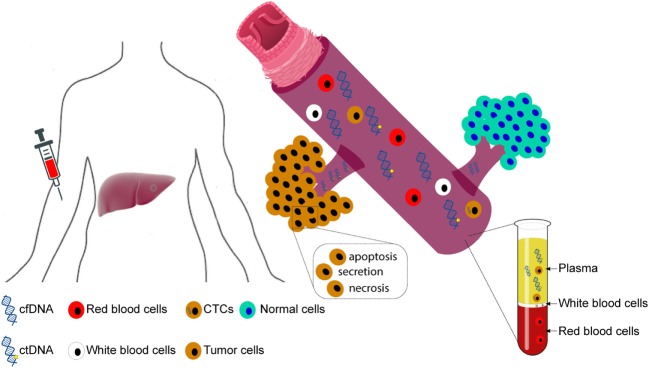 간세포암, 폐암 혈장내 세포유리 핵산(cfDNA) 연구와 전망