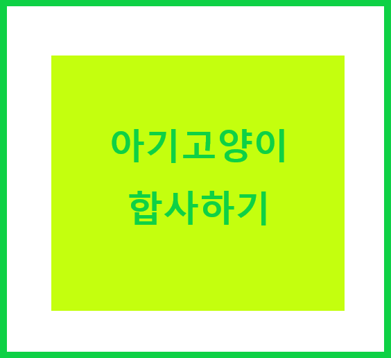  [고양이 키우기] 2개월 된 아기고양이 두마리, 합사하기