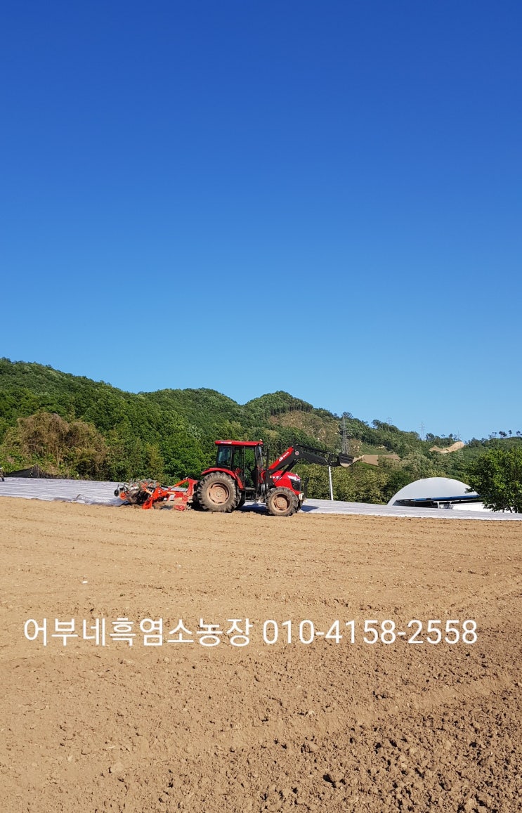  맛있는 고구마재배 2차 고구마심기 준비중